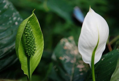About Peace Lily Plants