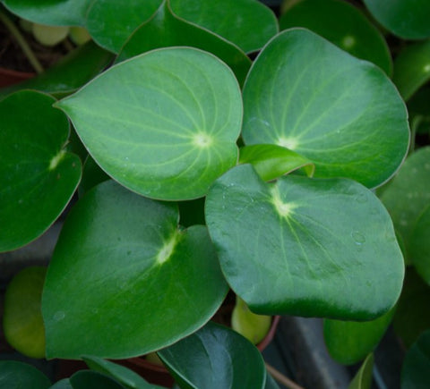 About Pilea Peperomioides