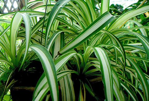 About Spider Plants