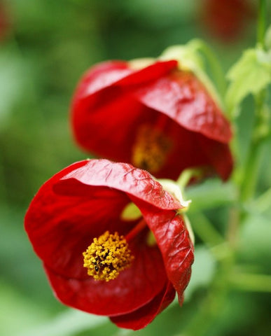 Abutilon 'Voodoo’ Plant