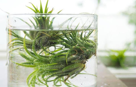 Air Plant Watering Soaking Method