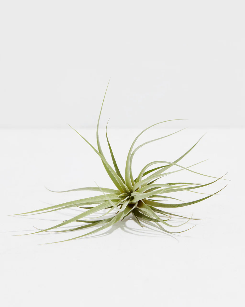 Air Plants Buying Guide