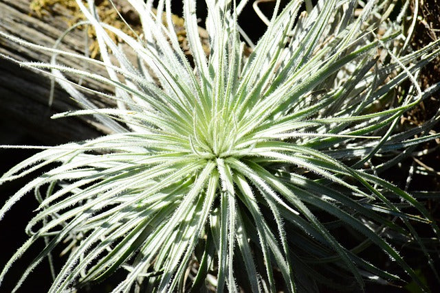 Air Plants Care