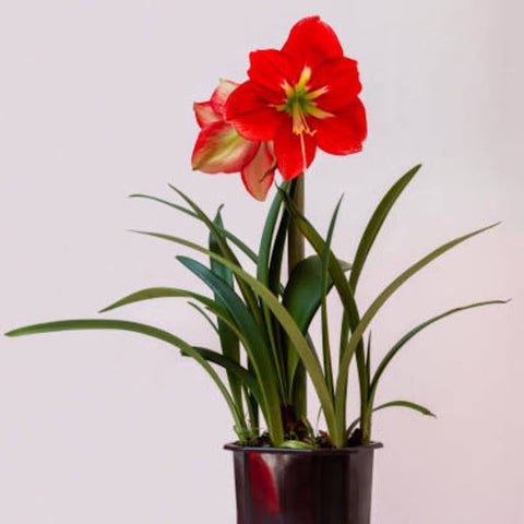 Amaryllis