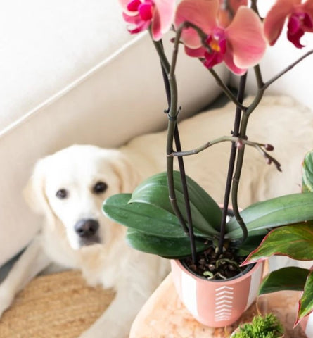Are Orchids Dog Friendly