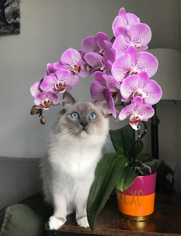 Are Orchids Poisonous to Cats
