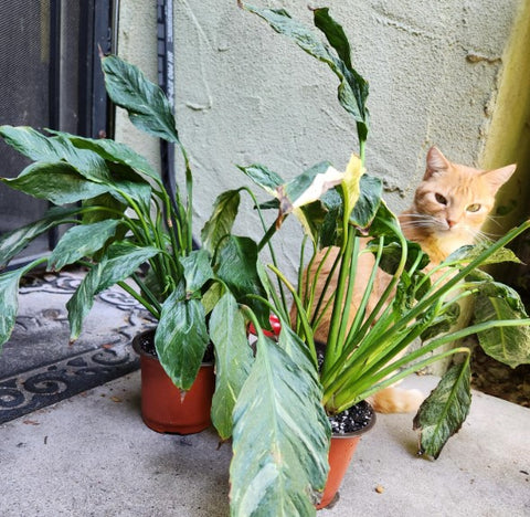 Are Peace Lilies Toxic to Cats