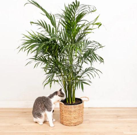 Areca Palm