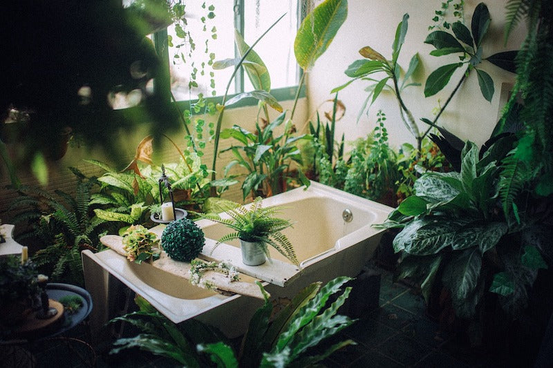 Big Indoor Plants