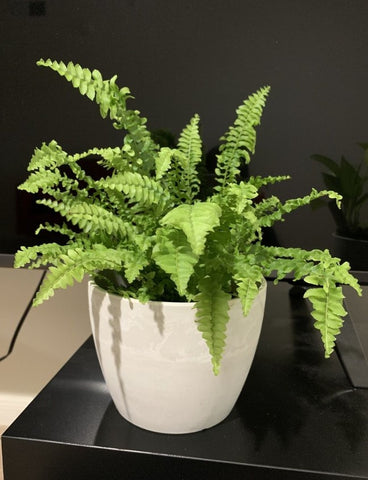 Boston Fern Light Requirements