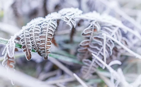 Boston Fern Seasonal Care