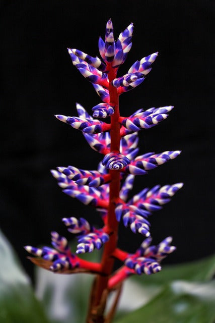 Bromeliads care