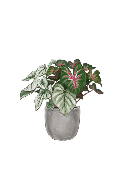 Caladium Care Guide | Lively Root