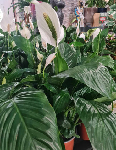 Can You Propagate a Peace Lily