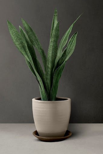 Plants for Office With No Window