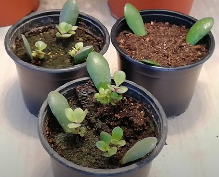 Caring for New Jade Plants After Propagation