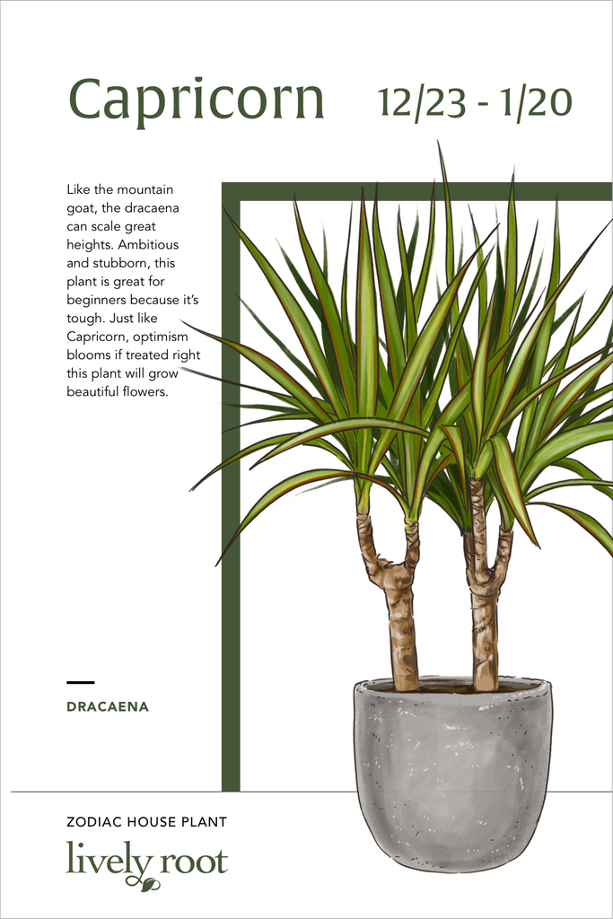 https://cdn.shopify.com/s/files/1/0068/4215/5090/files/Carpicorn_Dracaena_Plant_LivelyRoot_1024x1024.png?v=1608244649