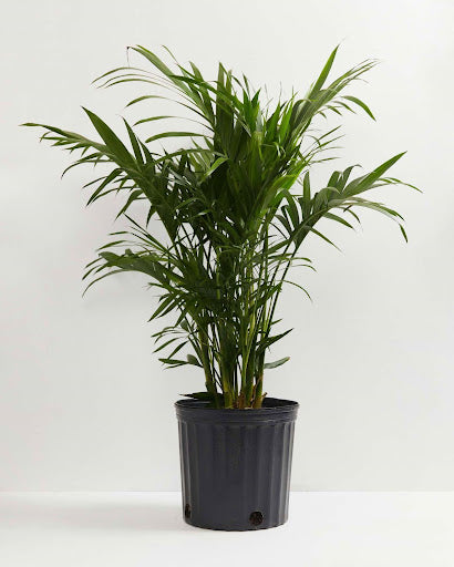 Palm Plants Care Guide