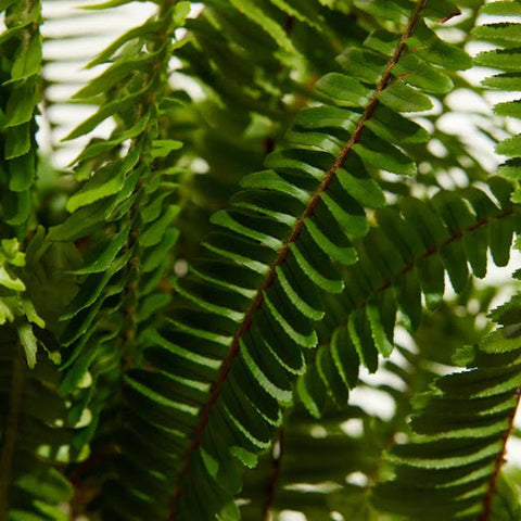 Common Boston Fern Problems