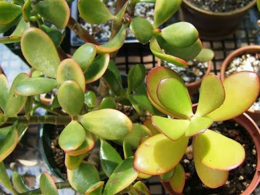 Common Jade Plant Problems