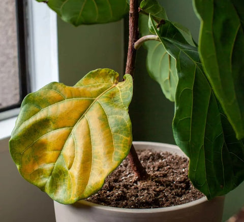 Common Mistakes to Avoid When Watering Your Fiddle Leaf Fig