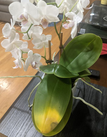 Common Orchid Leaf Problems