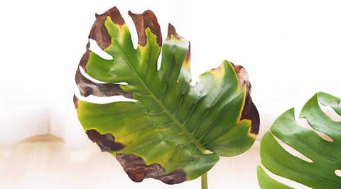 Common Problems With Monstera Swiss Cheese Plant