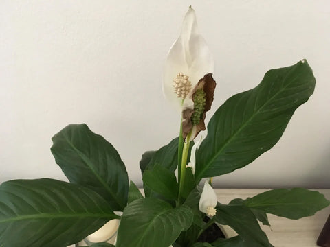 Common Problems With Peace Lily Plants