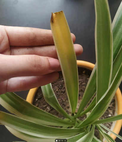 Common Spider Plant Issues