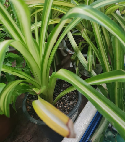 Common Spider Plant Yellow Leaves