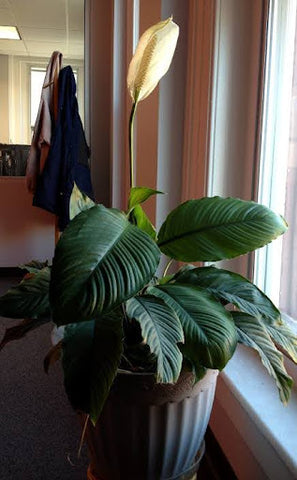 Do I Need to Prune My Peace Lily Plant