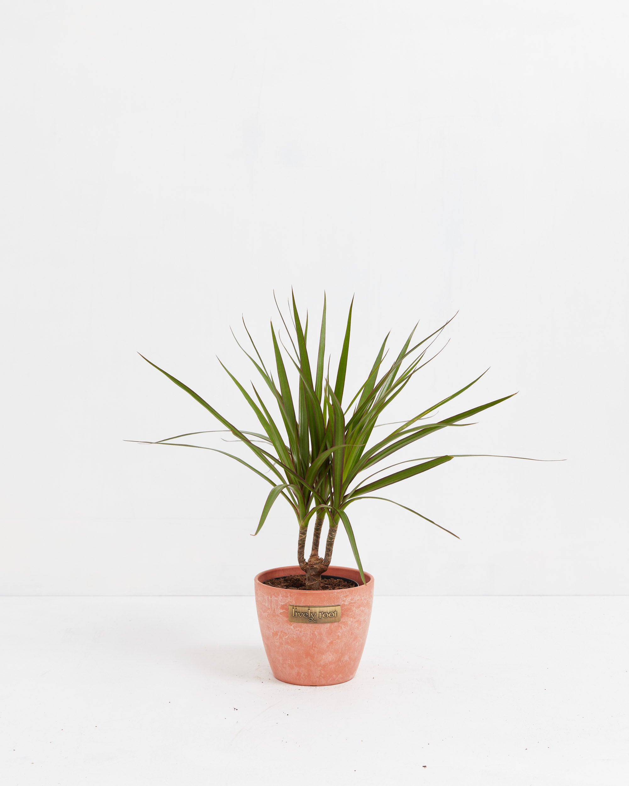 https://www.livelyroot.com/products/dracaena-marginata?variant=39389376086098