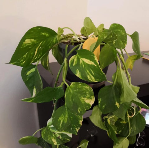 Droopy Golden Pothos