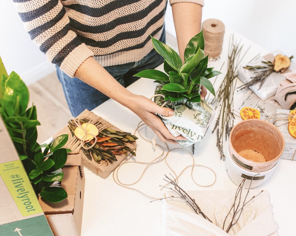 Easy Indoor Plants