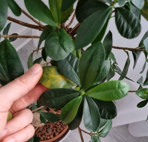Ficus Ginseng Common Problems
