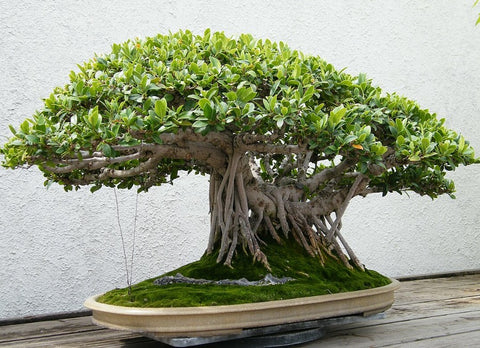 Ficus Ginseng Light and Watering Needs