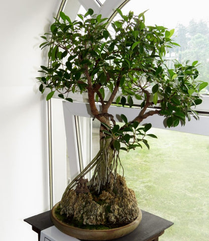 Ficus Microcarpa Ginseng Care