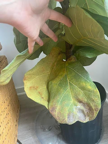 Fiddle Leaf Fig Common Issues
