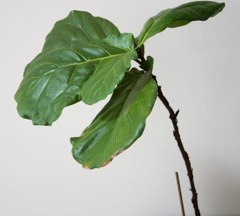 Fiddle Leaf Fig Propagation Common Mistakes