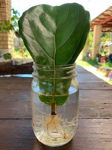 Fiddle Leaf Fig Propagation in Water