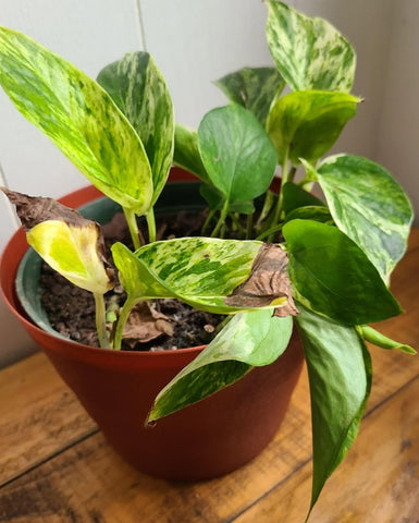 Golden Pothos Leaves Browning