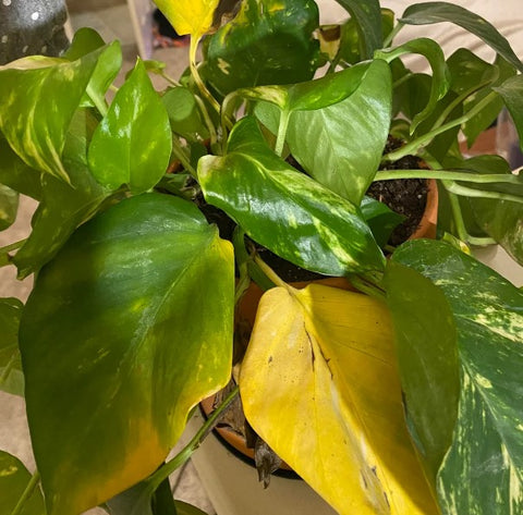 Golden Pothos Leaves Turning Yellow