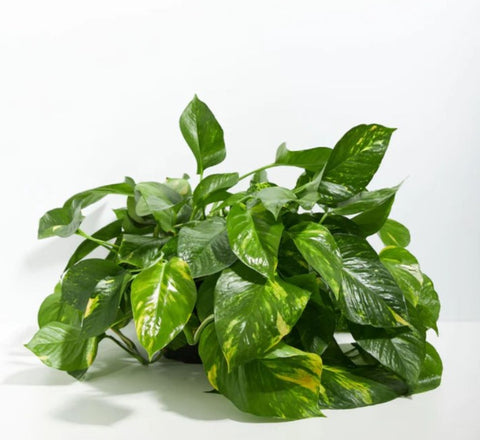 Golden Pothos Safety Tips