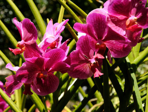 Growing Orchids Outdoors
