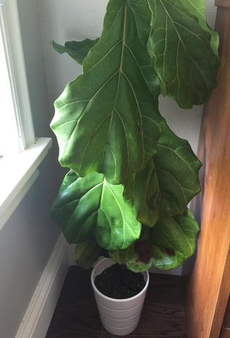 How Do I Know If My Fiddle Leaf Fig Needs Water