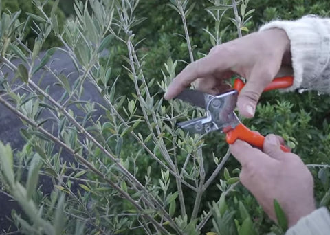 How Do You Prune an Olive Tree