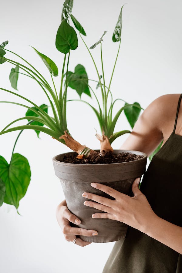 Care for Indoor Air purifying plant