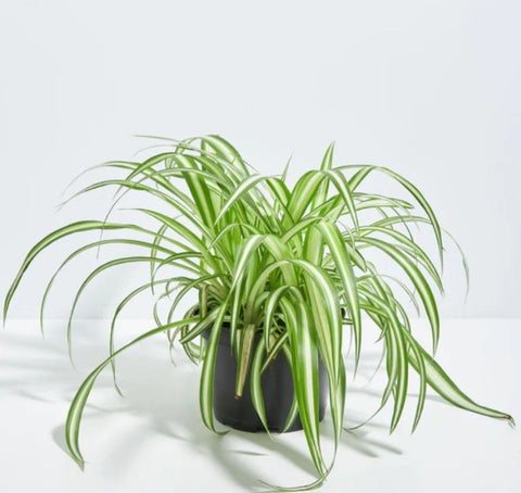 How to Care for Your Spider Plant Post Propagation