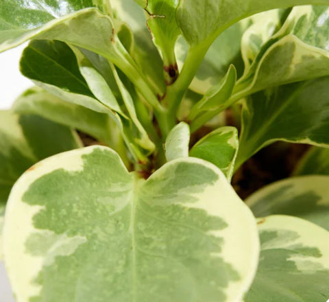 How to Care for a Baby Rubber Plant