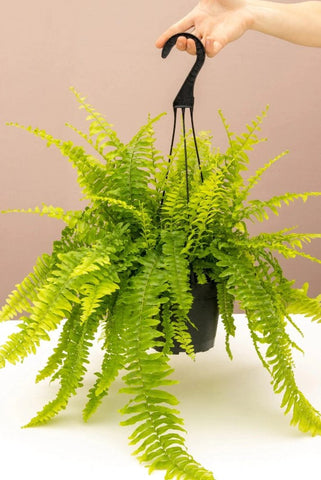 How to Care for a Boston Fern
